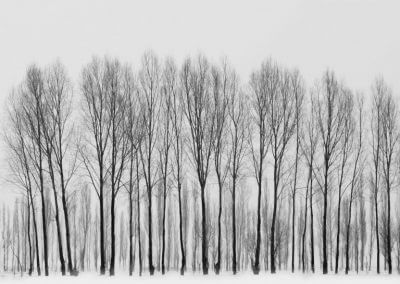 Winter woodland-Sara Dunn